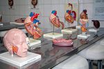 Laboratório de Anatomia